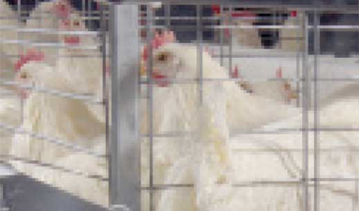 image of chickens