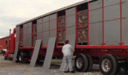 image of chicken transportation truck